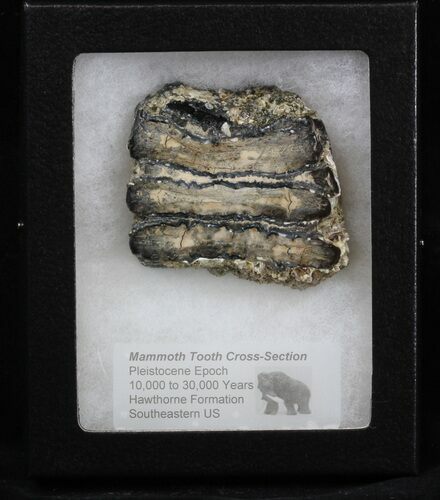 Mammoth Molar Slice - South Carolina #40104